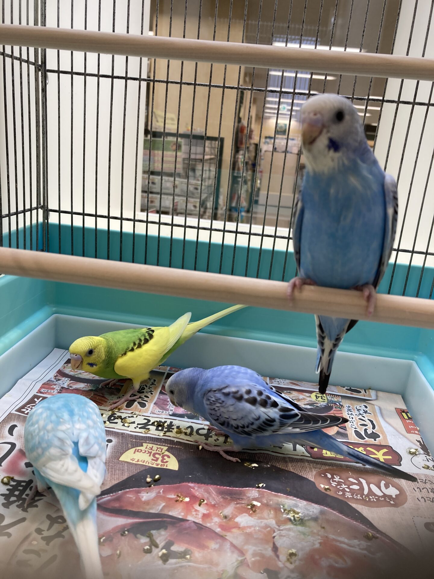 バイイー様専用☆セキセイインコ☆実物大☆5点セット｜三晃
