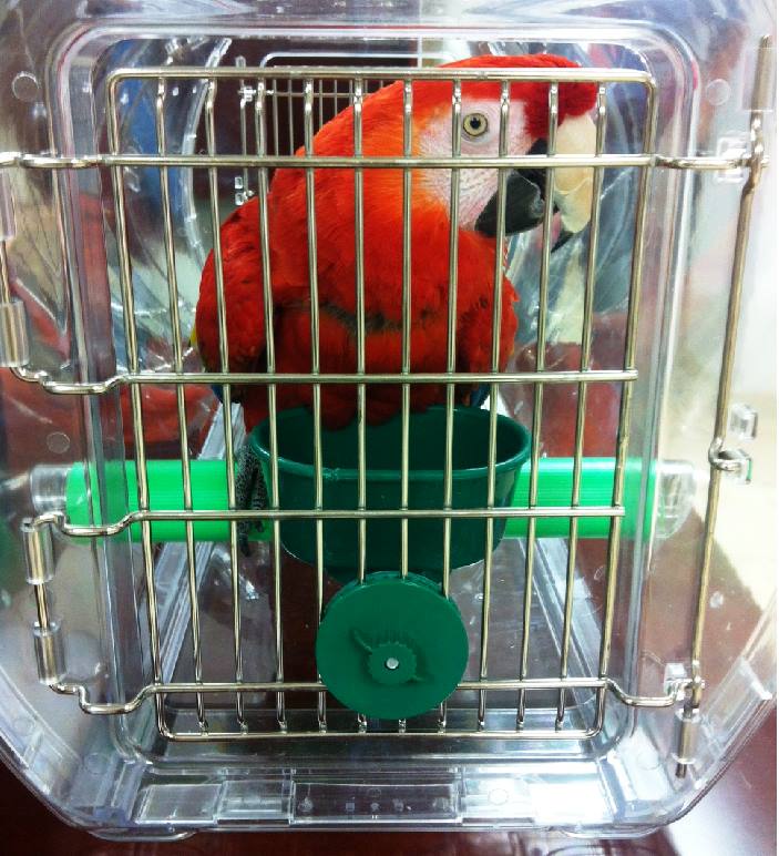 大型インコ用 バードキャリー 50012