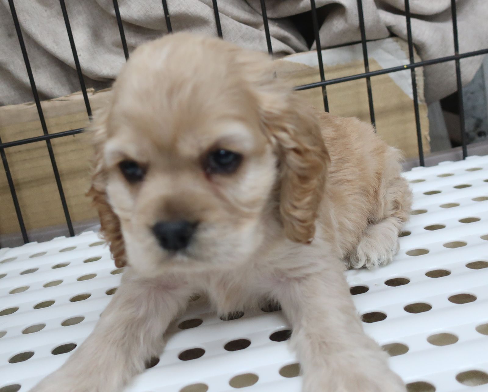 2024年04月8日生まれ:A・コッカースパニエルNo576 | ペットショップときた