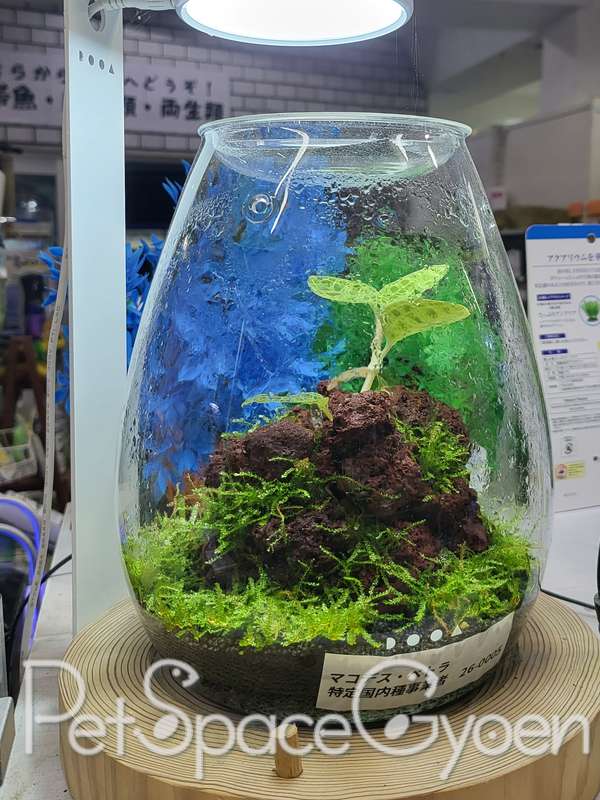 DOOA ガラスポットCELL セルエメラルド