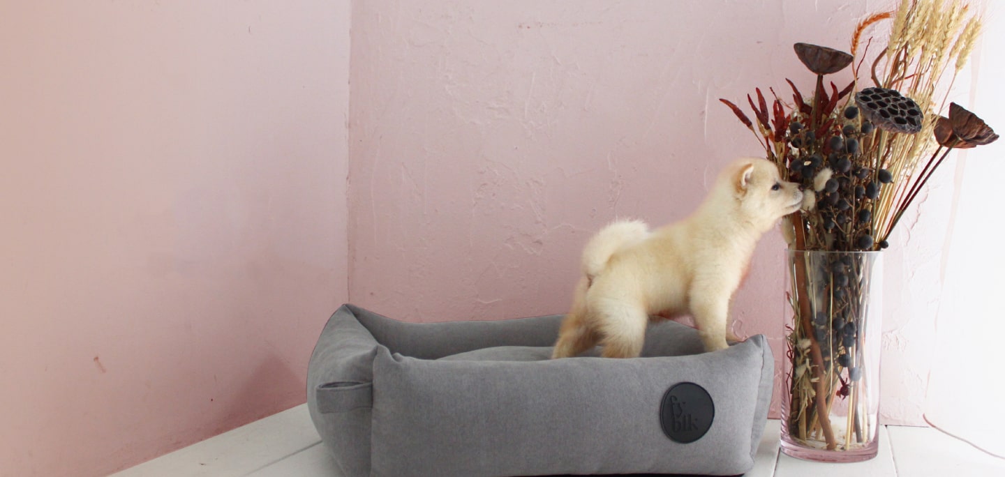 ペッツファーストオリジナルキャットサークル【1段】 Pets-first