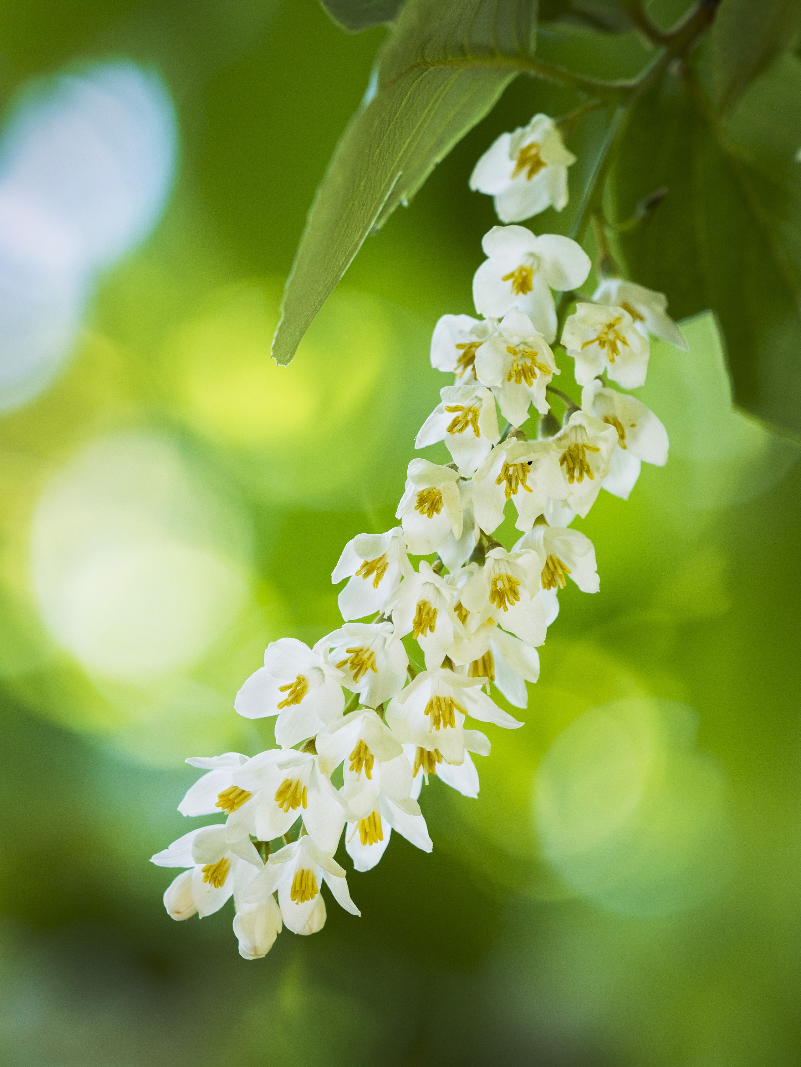 花」を楽しむレンズ別撮影術｜フォトレシピ｜OMフォトライフ｜OM