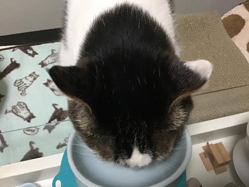 猫用 マルチケア＋消化サポート 成猫 1歳以上 サーモン入り | ヒルズ