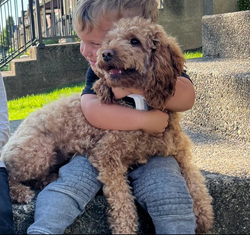 IAMS™ ADULT LAMB CHUNKS IN GRAVY