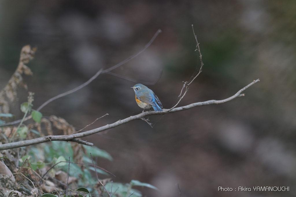 bir-c220101ay-032-yk-img_6197-