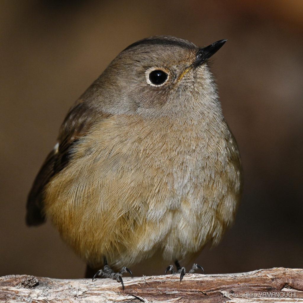 野鳥2025：Nikon Z9＋NIKKOR Z 800mm f/6.3 VR Sによる野鳥撮影サンプル集