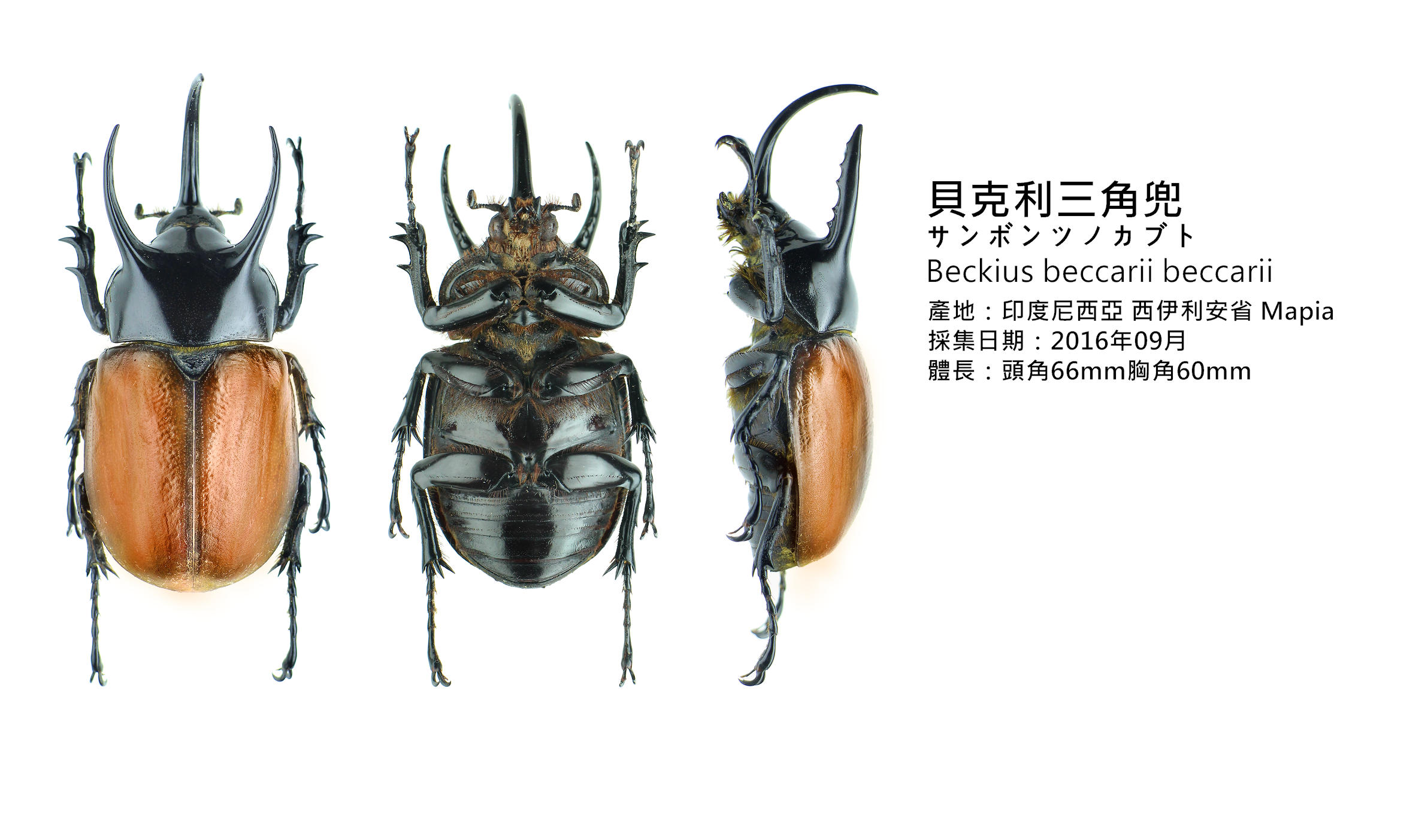 107_0807 翰哥的甲蟲三視圖 之 兜蟲