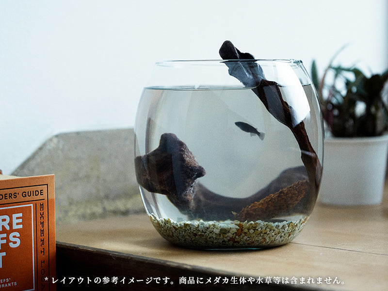 アクアリウム ボトル&流木セット グラスアクアリウムセット CYLINDER