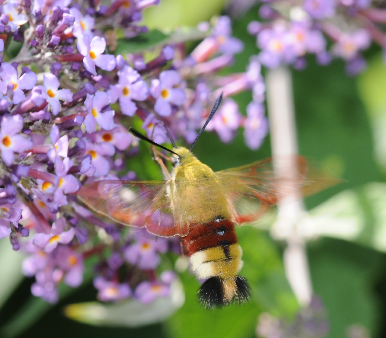 クロスキバホウジャク (Hemaris fuciformis) - Picture Insect
