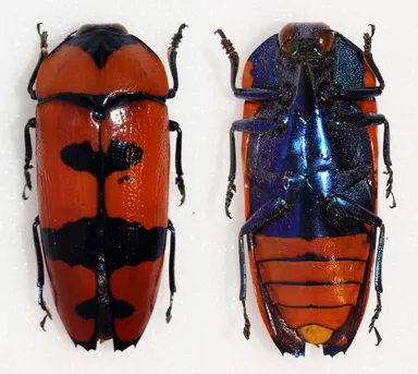 クロモンベニオウサマムカシタマムシ (Calodema plebeia) - Picture Insect