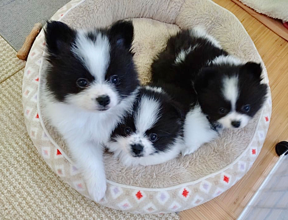 ポメラニアンの基本情報 - ポメラニアンライフ