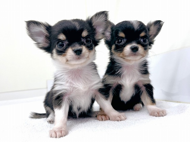 ロングコートチワワ | さいたま市の有限会社ぽちプラザ