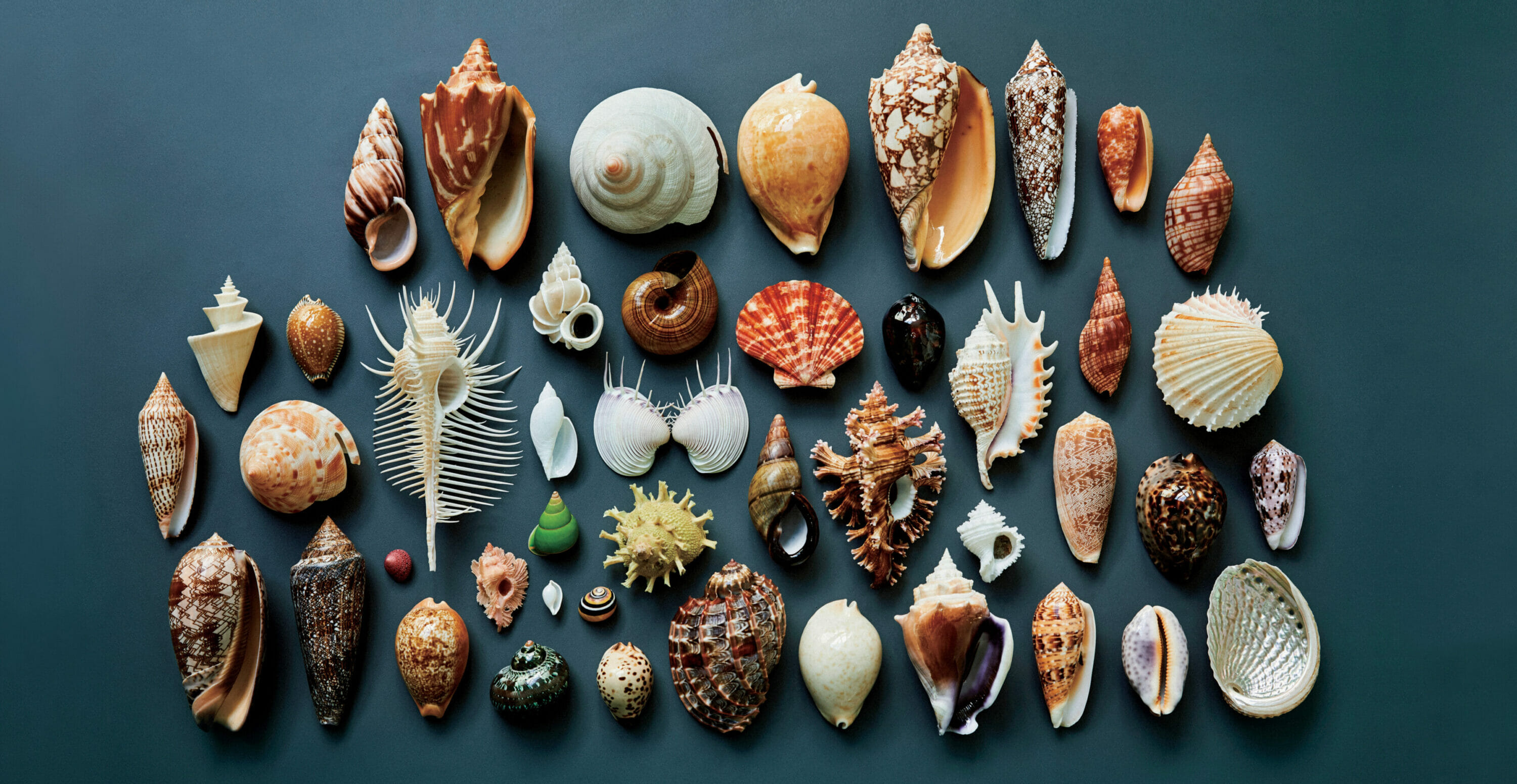 机の上のサイエンス。Vol.10｜貝類 | POPEYE Web | ポパイウェブ