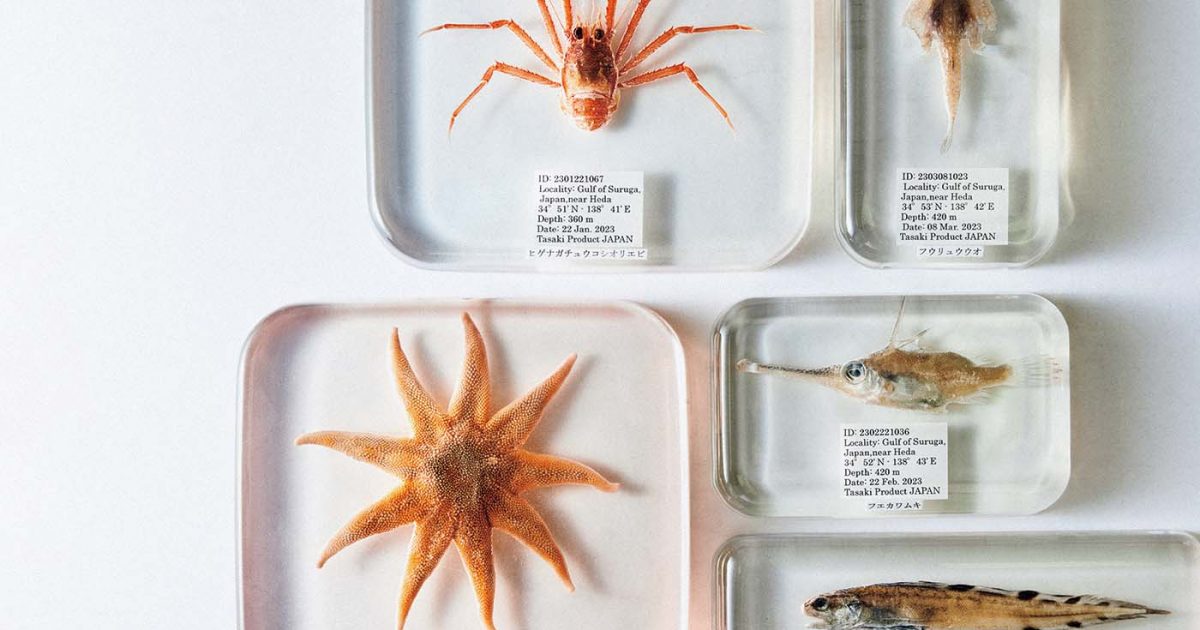 超希少！ダルマザメ液浸標本 超希少！ダルマザメ液浸標本｜クッキー