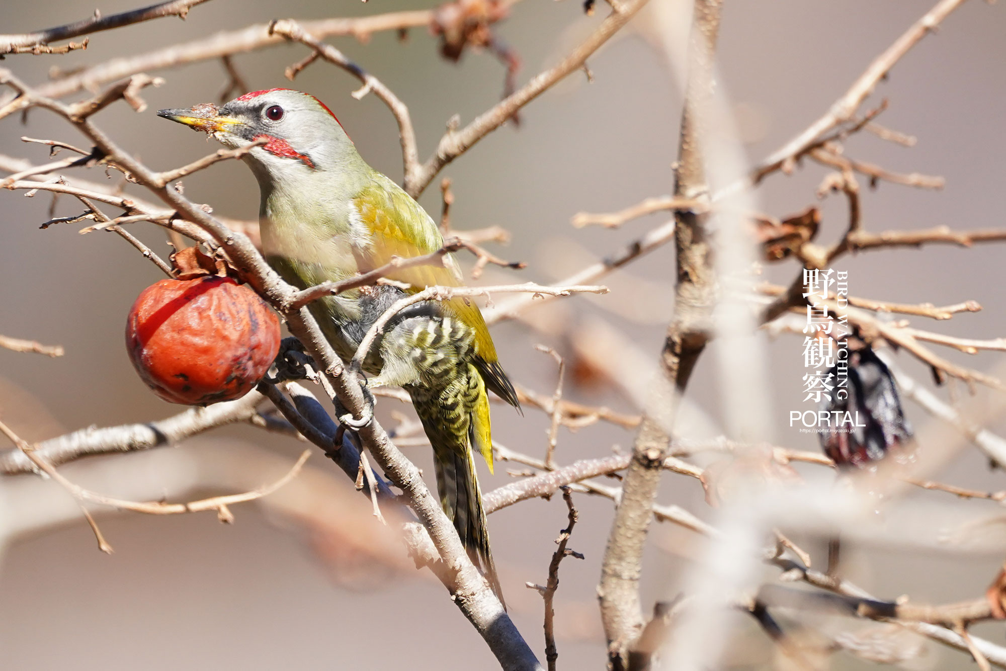 戸田北遙 蔦に小禽 キツツキ 啄木鳥 絹本肉筆掛軸 共箱 師翠嶂 戸田北