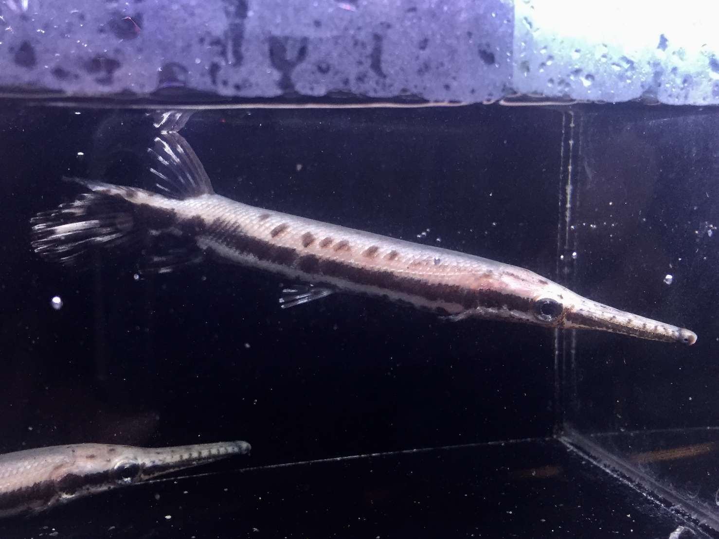 ポロロッカ足柄