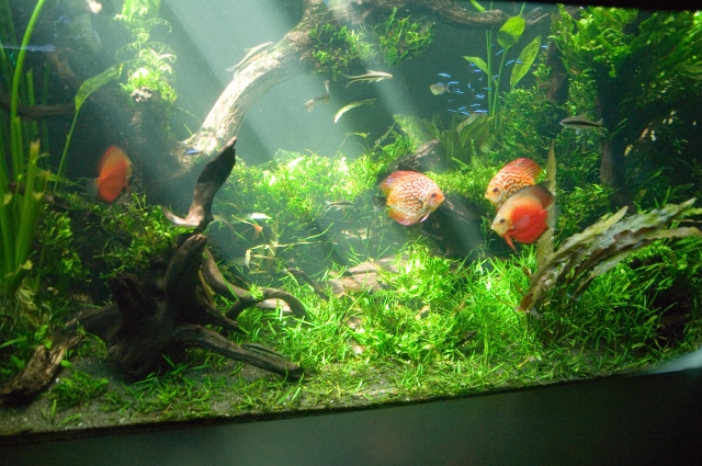 流木の種類について！流木の種類とレイアウト方法について紹介