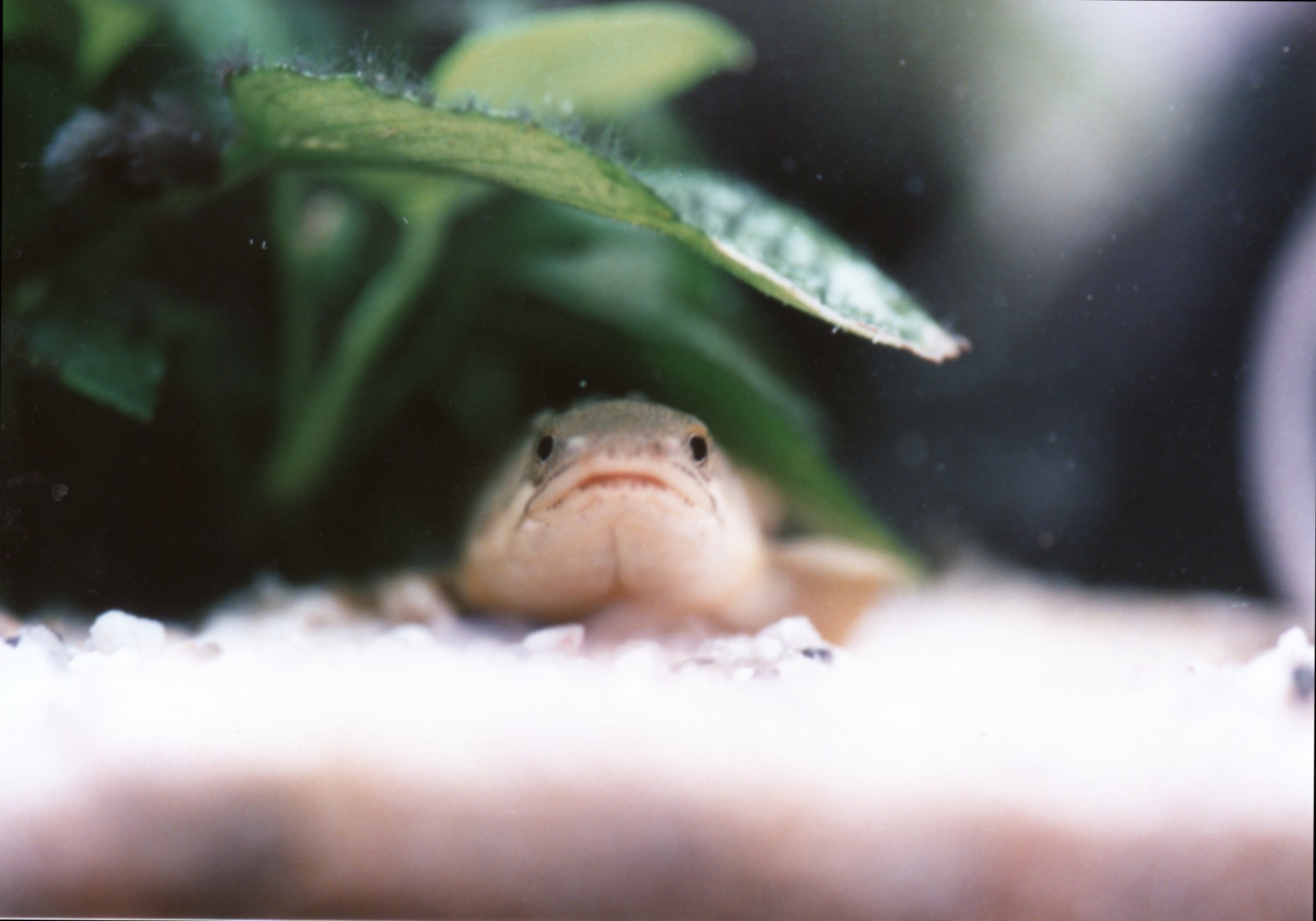 淡水魚 | あくありうむ