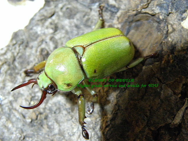 即ブリード可能・F1セクスマクラタクワガタコガネLサイズペア