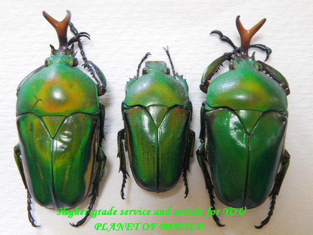 珍品】モロニド・バーナ（1オス、マダガスカル産）