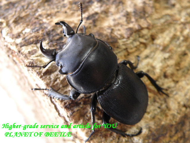 わたの木ハワイハネナシクワガタApterocyclus わたの木様専用ハワイ