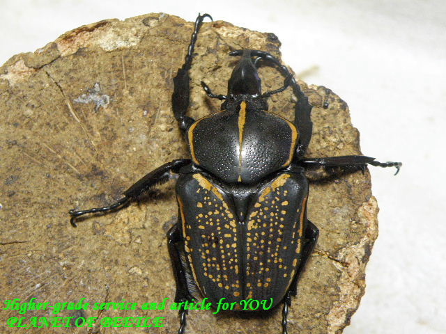 入荷最大！6/23天然イカリツノハナムグリ♂60mm完品トリオ - PLANET OF