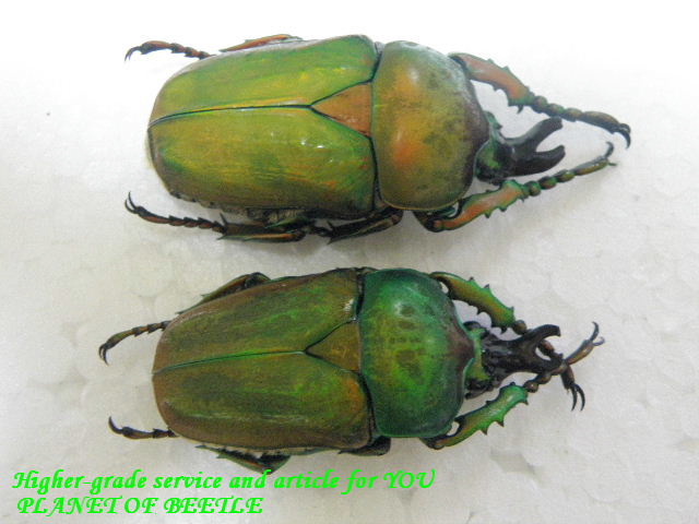 エチオピア産モンビロードツノカナブン39mm