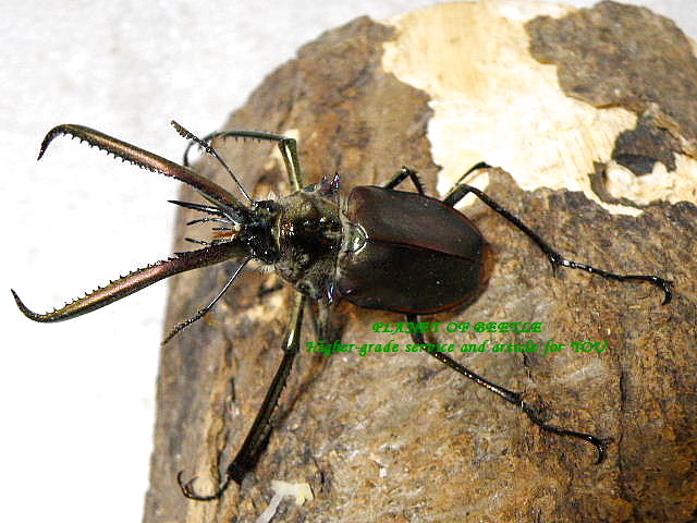 新着・異形の覇者・天然チリコガシラクワガタSサイズペア - PLANET OF