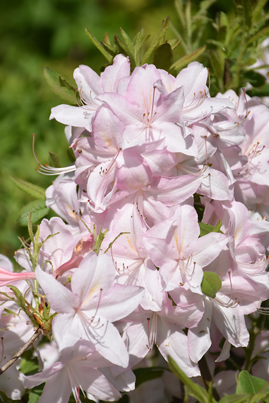 White Lights Azalea (Rhododendron 'White Lights') in Inver Grove