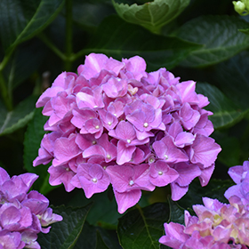 Cityline Venice Dwarf Hydrangea (Hydrangea macrophylla 'Venice
