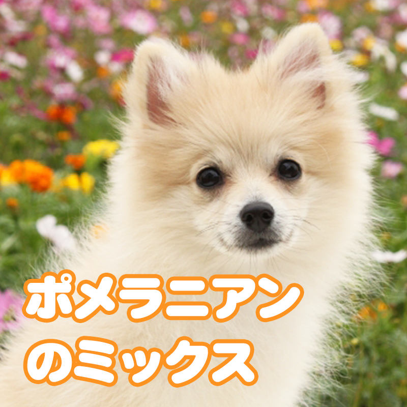参考写真ポメラニアン クリーム色
