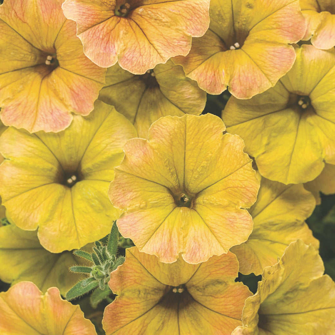 Petunia | Supertunia® Honey™ | Proven Winners® Annuals – Proven