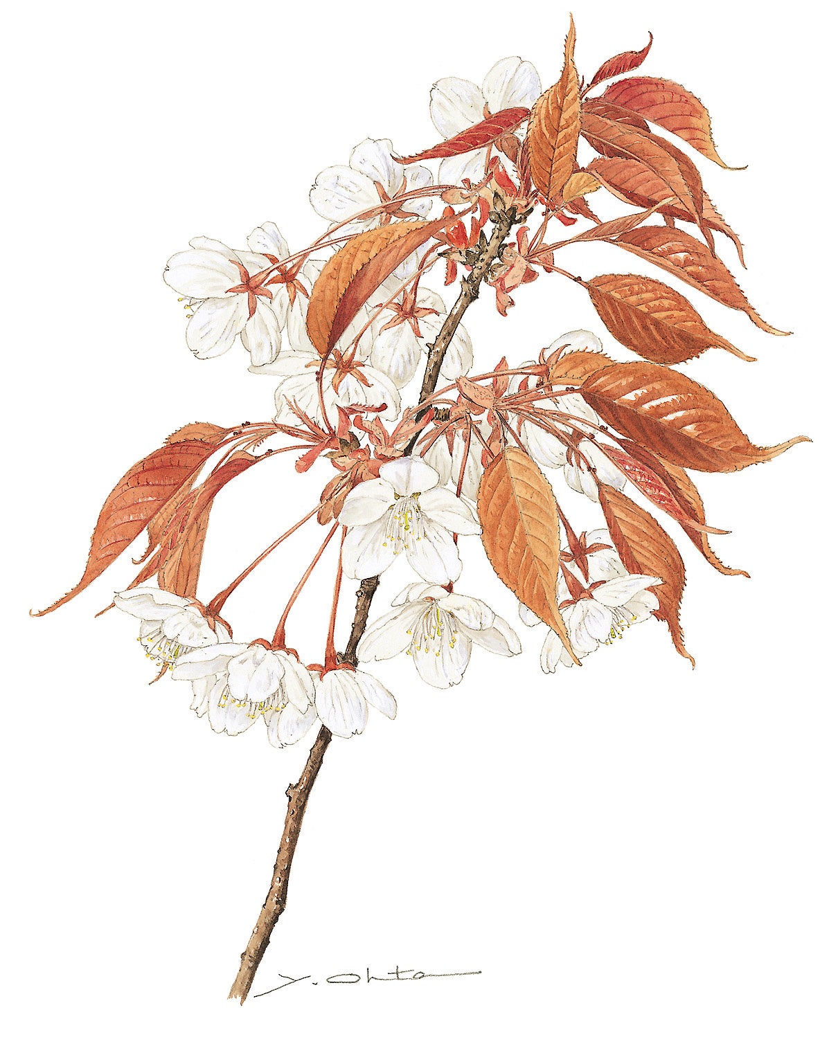 太田洋愛 ボタニカルアート くずの花 太田洋愛 ボタニカルアート くず