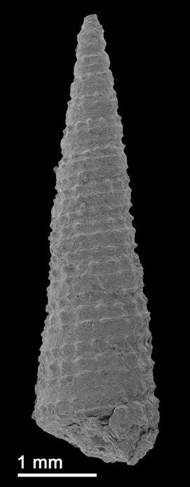 国立科学博物館】博物館の収蔵庫から新種の巻貝化石を発見！ | 文化庁