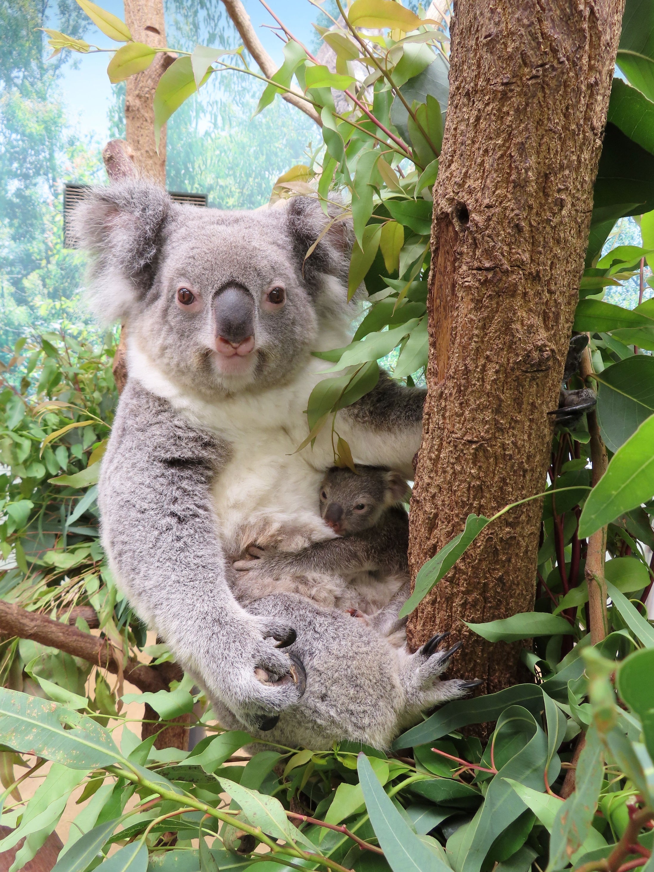1日20時間眠るコアラのすべてがわかる！『すごいコアラ！ 飼育頭数