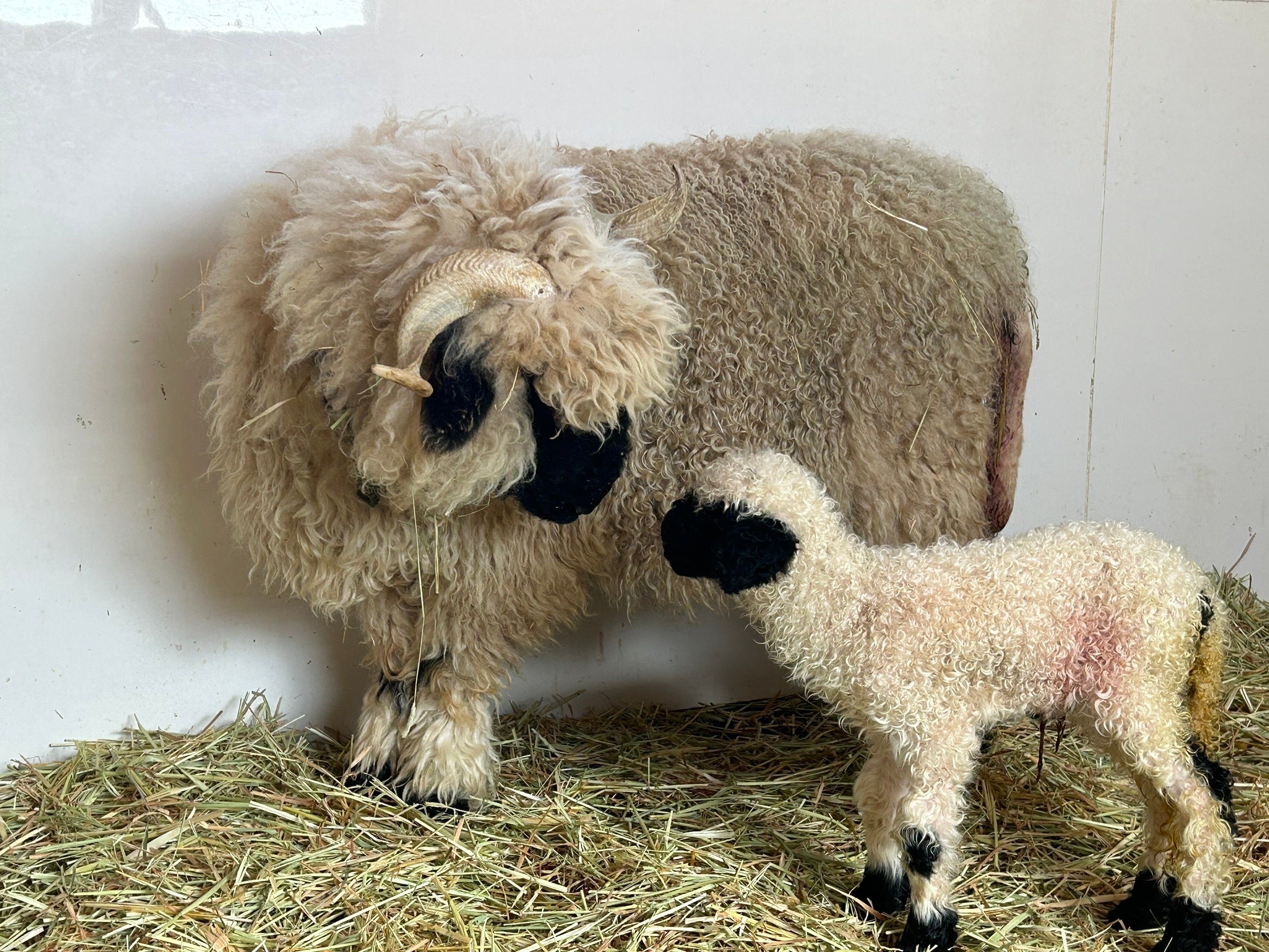 出産ラッシュ‼世界一可愛いと称される羊の赤ちゃん生まれたよ！スイス