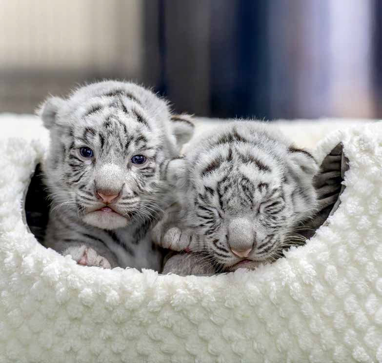 尊い」「泣ける」ホワイトタイガーの写真集が可愛すぎてファン感泣