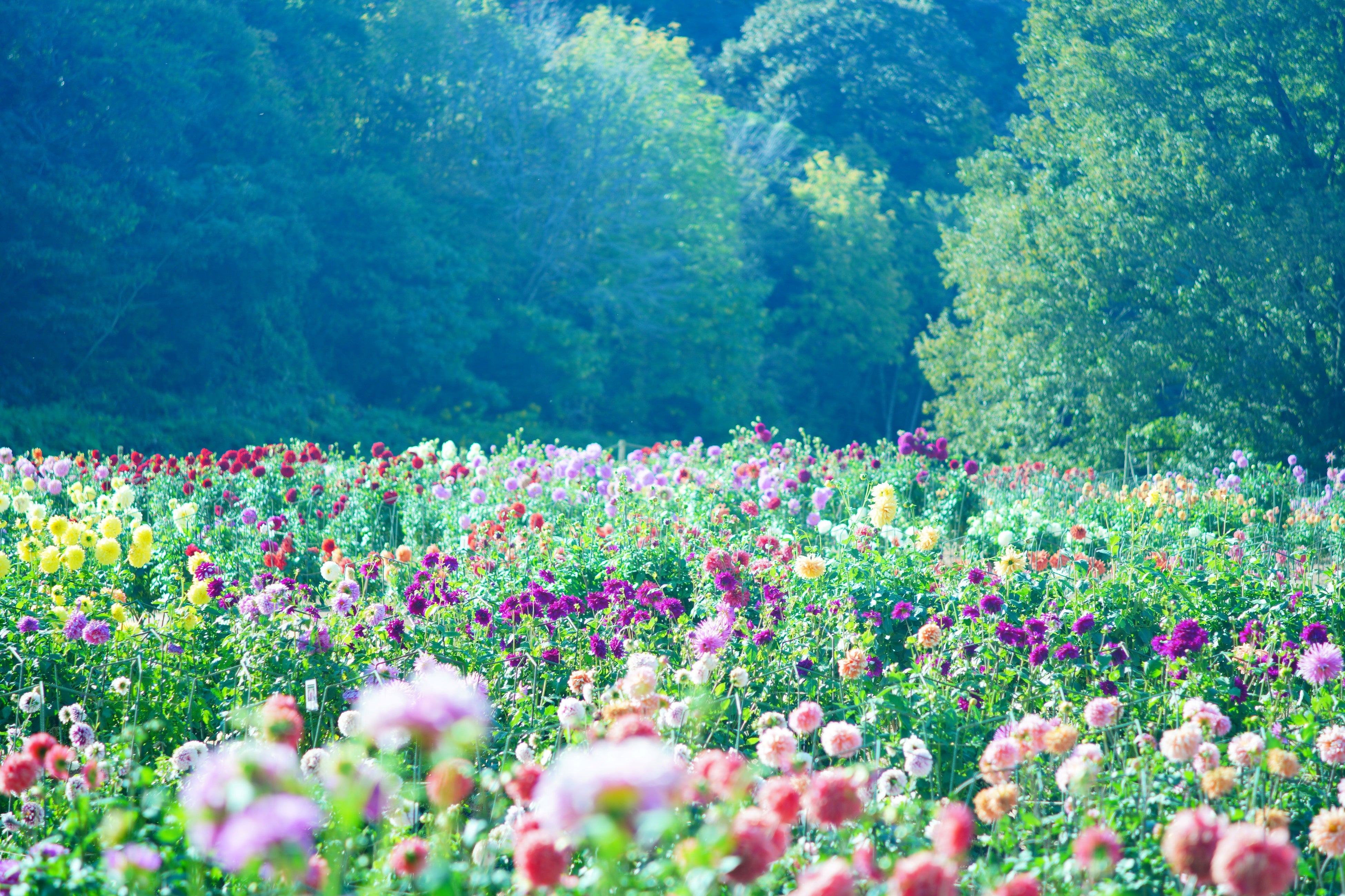 広島／世羅】世羅高原農場『ダリアとガーデンマム祭』 9月14日OPEN