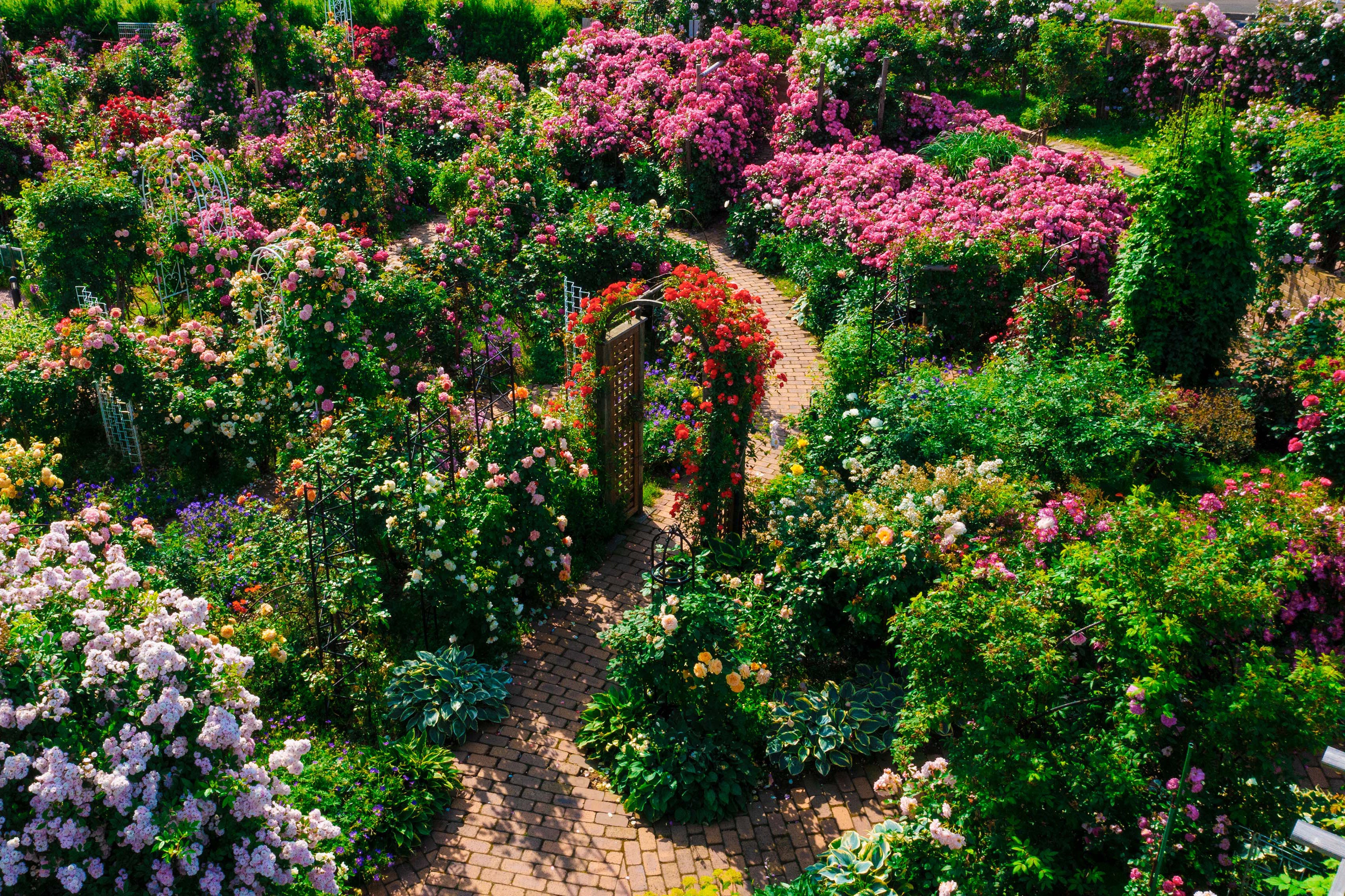 ロイズ】“ロイズ ローズガーデン”が5月2日に開園。500種類を超えるバラ
