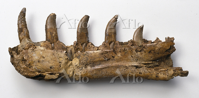 メガロサウルスの歯の化石 [139654107]の写真素材 - アフロ