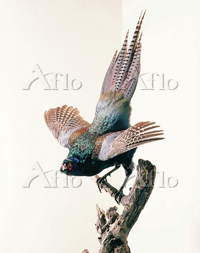 キジの剥製 Yahoo!オークション - キジ 雉 剥製 オス