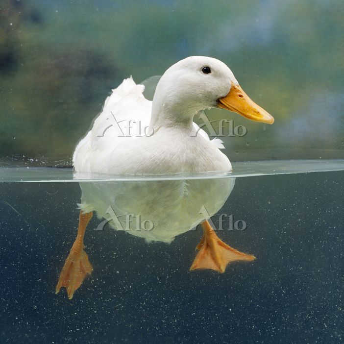 泳ぐアヒル [7549833]の写真素材 - アフロ