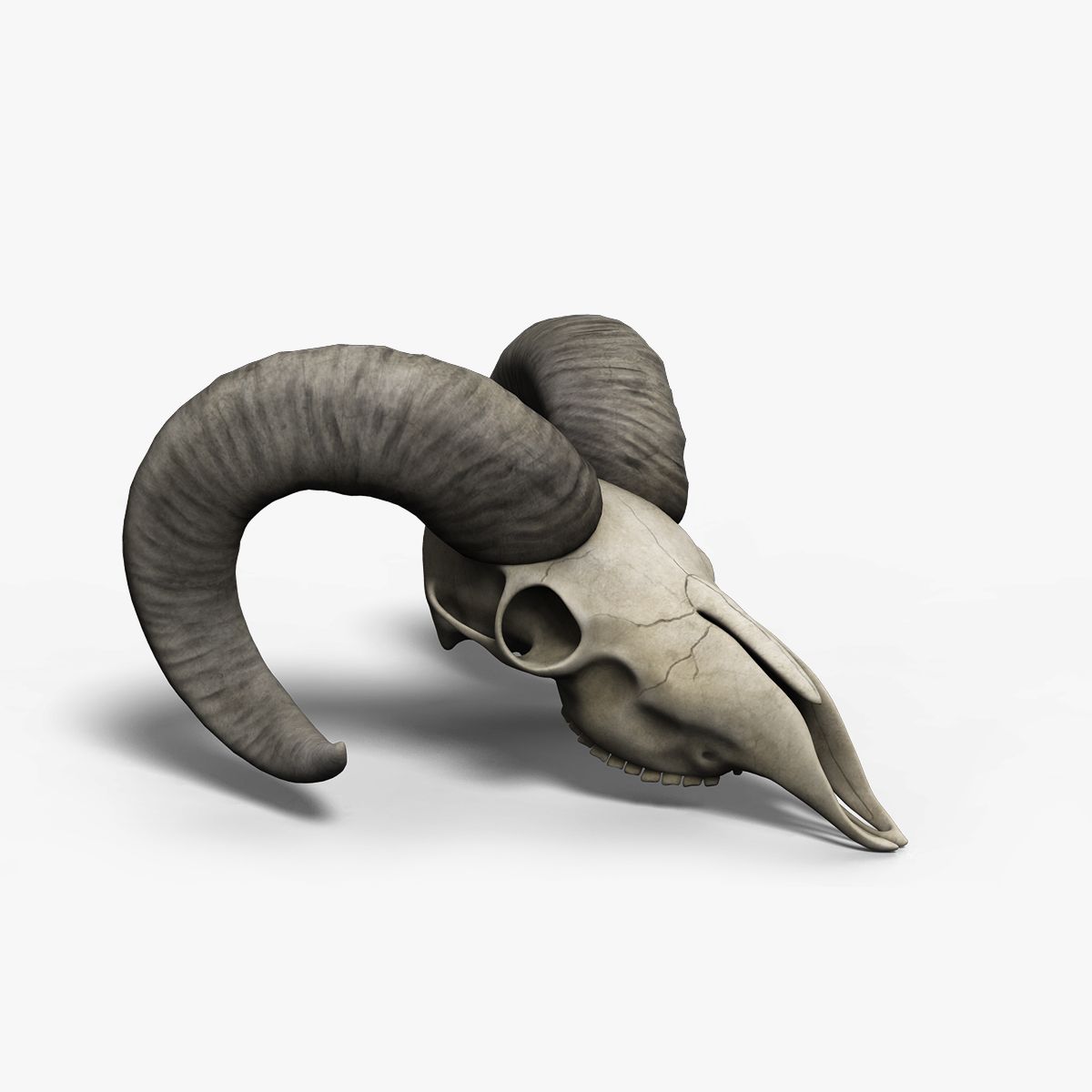 ヤギ頭蓋骨 実物 下顎 角鞘付き希少品 デッサン画モデル ハンティング