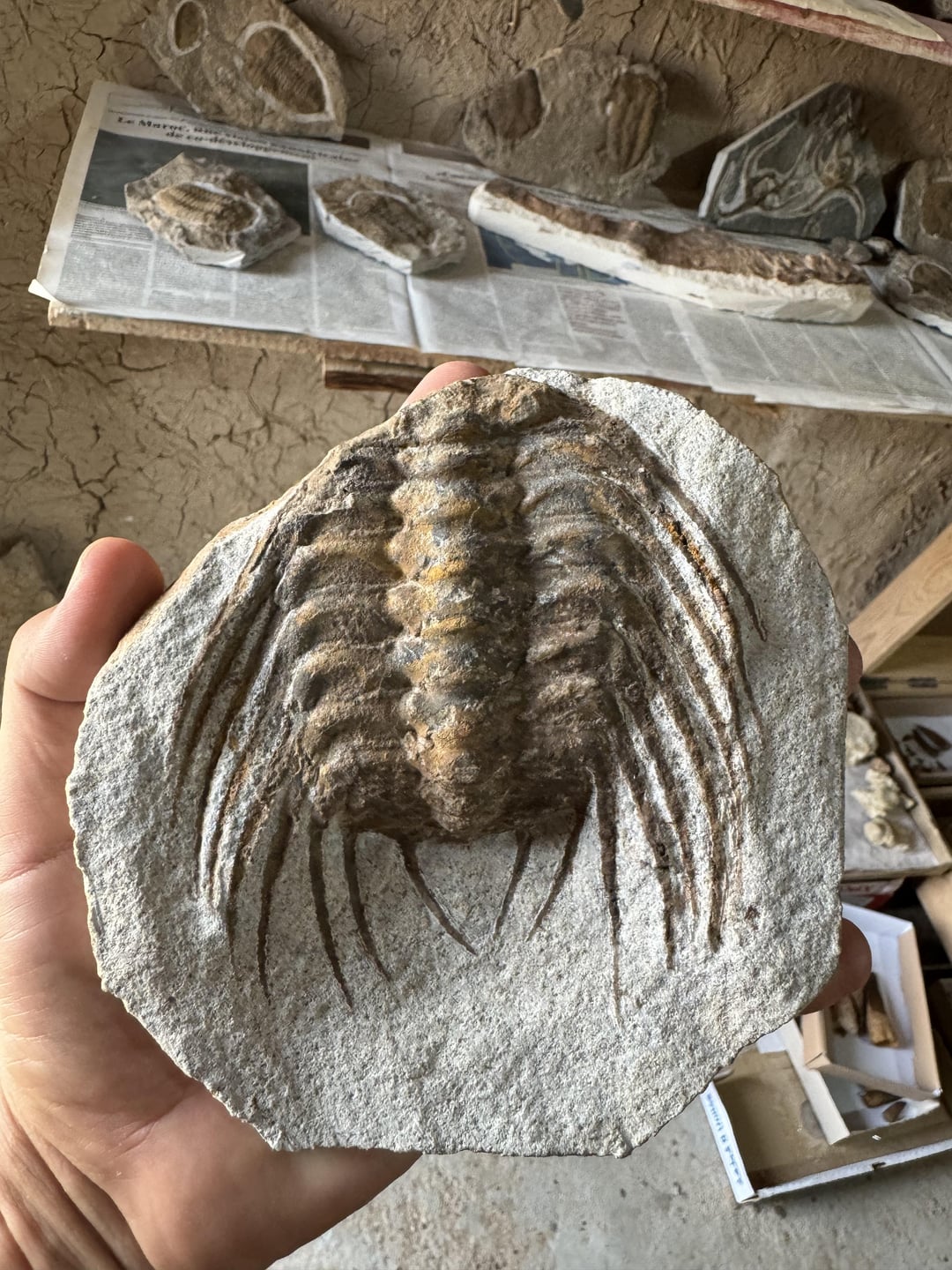 三葉虫化石 : r/Paleontology