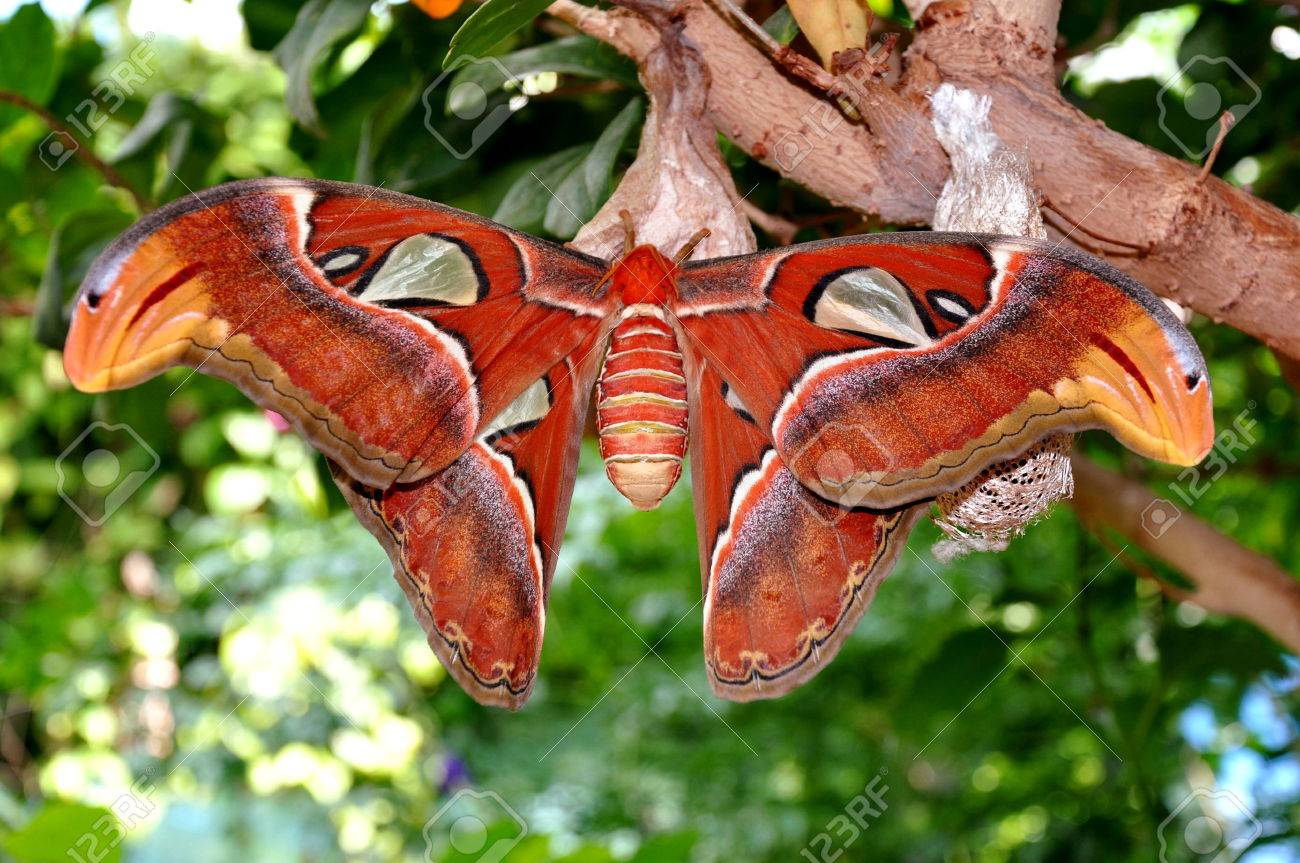 世界最大の蝶 標本 ヨナグニサン Attacus atlas 交渉可能 【公式通販】
