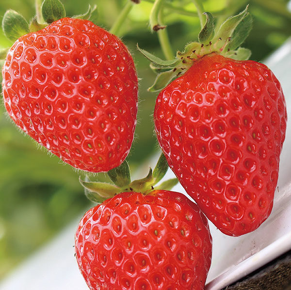 松いちご | プレミア和歌山