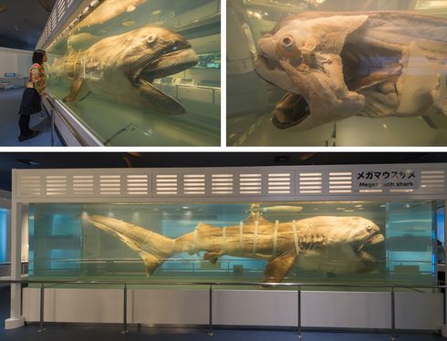 沖縄で拾ったサメ類の歯の化石（メガマウス）。 アジアで初の公式記録