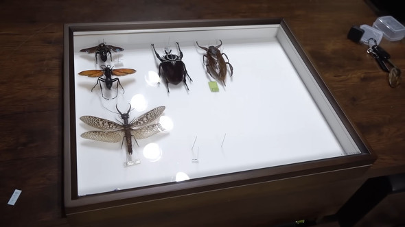 アキ 貴重 ウミアメンボ 標本 2匹 全てが桁違い」 20万円かけて“とんでも