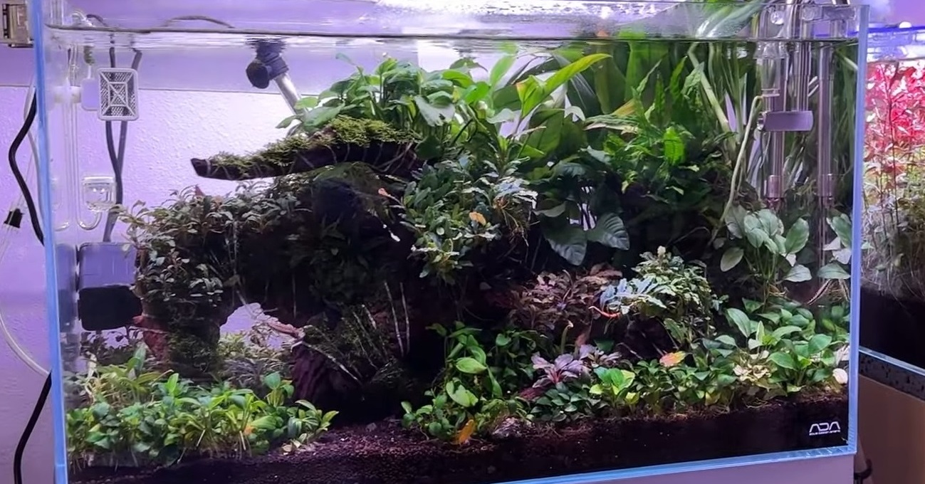 絵画のように美しいエビ水槽に高級水草を植え、1年ガチ放置したら