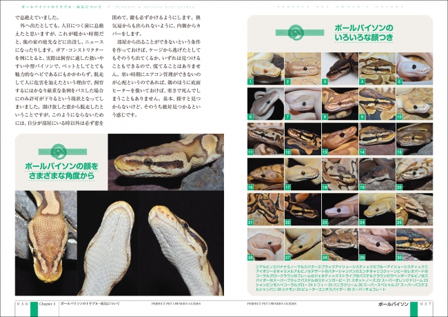 python regius ボールパイソン 図鑑